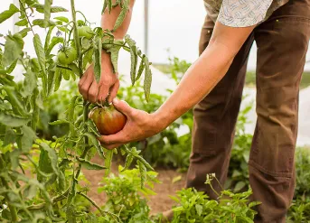 Harvest and healthy cooking workshops